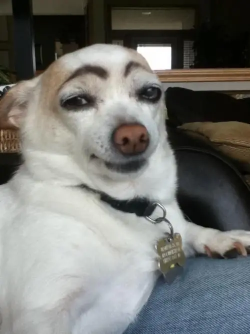 dogbrows